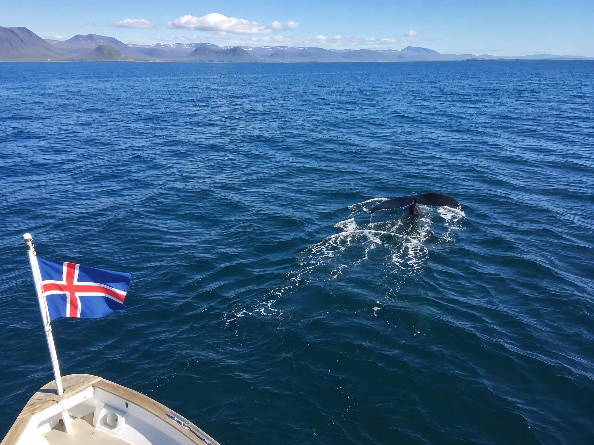 Luxury Yacht Whale Watching Iceland
